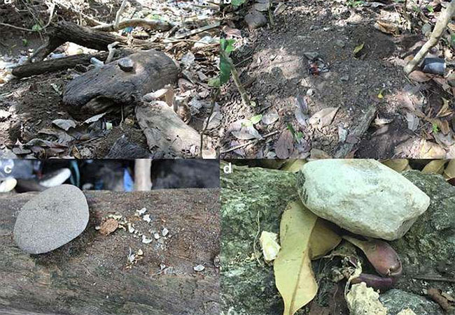 Picture 3 of Stone monkeys make tools as mature as humans