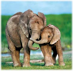 Picture 1 of Stories about animals' love