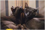 Picture 2 of Stories about animals' love