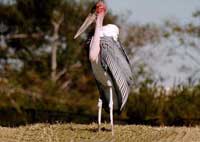 Picture 1 of Stork bag