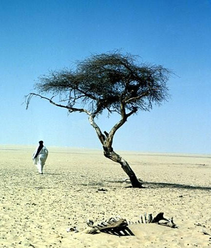 Picture 4 of Story of the most lonely acacia tree on the planet