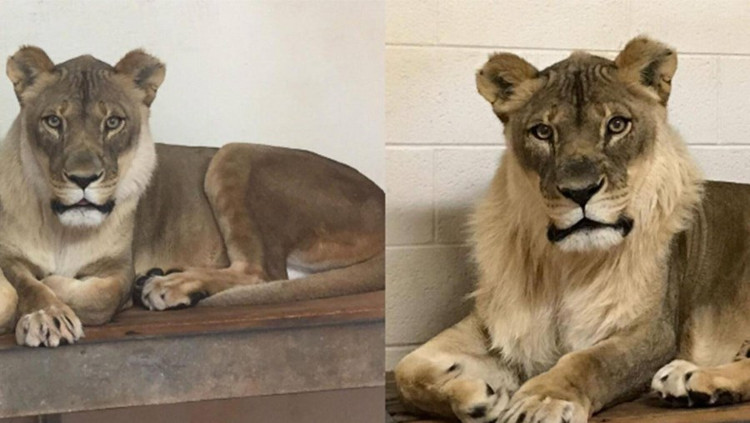 Picture 1 of Strange 18-year-old female lion grows mane like a male