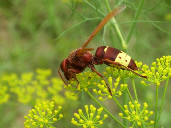 Picture 5 of Strange 5 animals capable of generating electricity