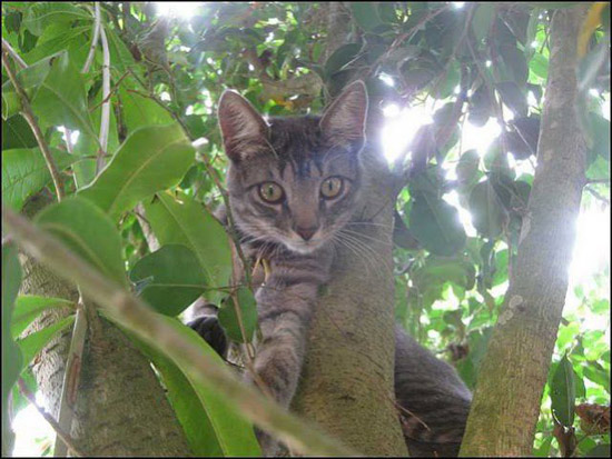 Picture 2 of Strange ability of cats