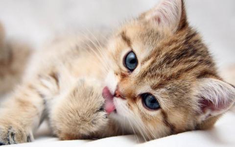 Picture 3 of Strange ability of cats
