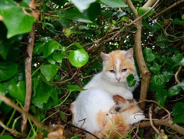 Picture 4 of Strange ability of cats