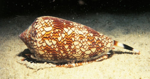 Picture 10 of Strange ability of snails