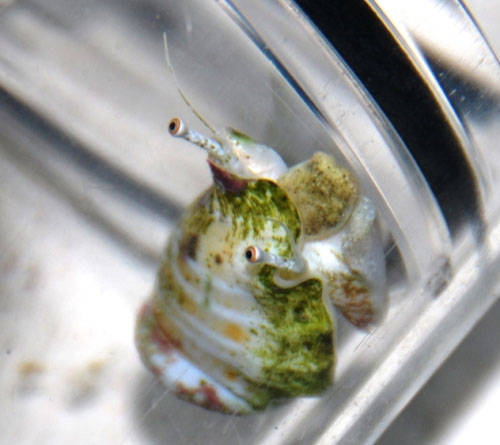Picture 4 of Strange ability of snails