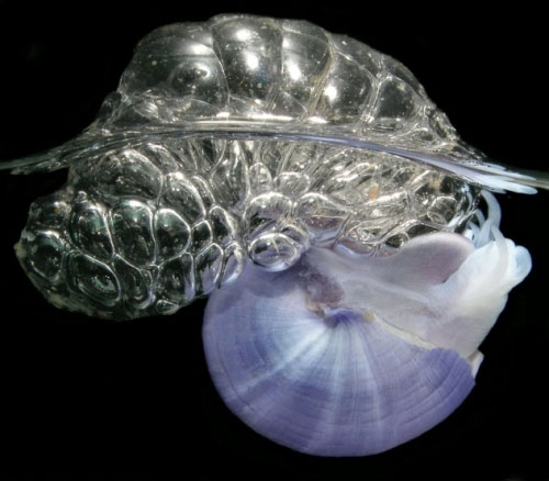Picture 5 of Strange ability of snails