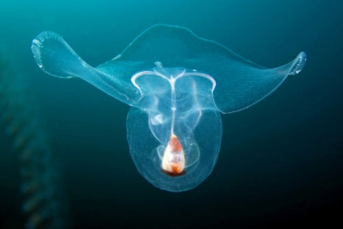 Picture 7 of Strange ability of snails