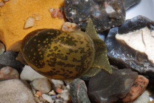 Picture 8 of Strange ability of snails