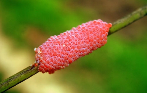 Picture 9 of Strange ability of snails