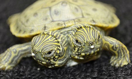 Picture 10 of Strange animals