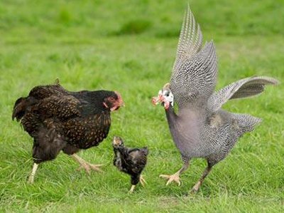 Picture 11 of Strange animals