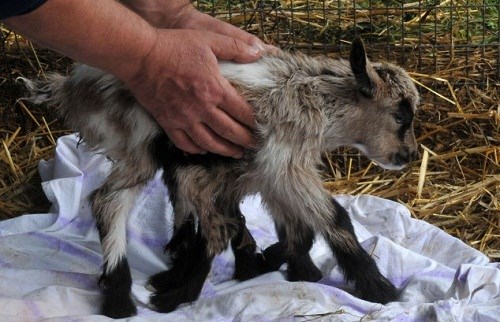 Picture 12 of Strange animals