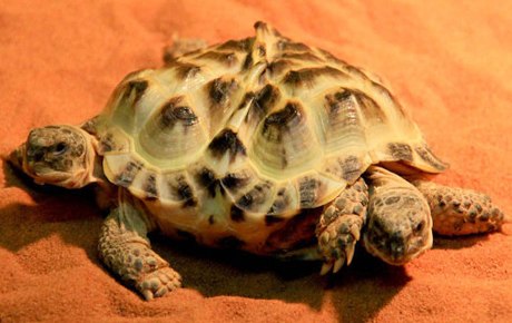 Picture 13 of Strange animals