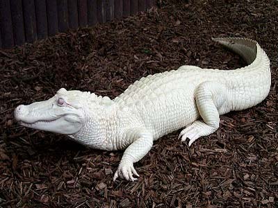 Picture 3 of Strange animals