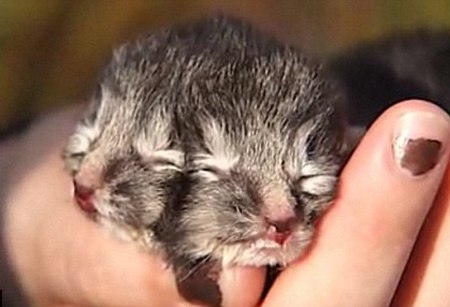 Picture 4 of Strange animals