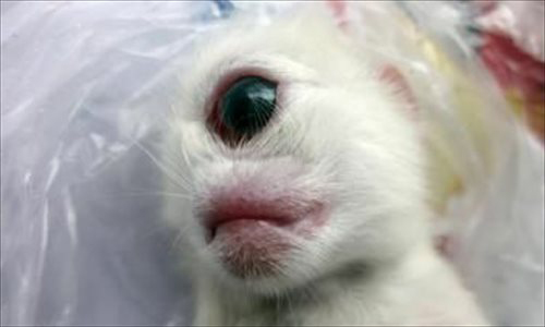 Picture 5 of Strange animals