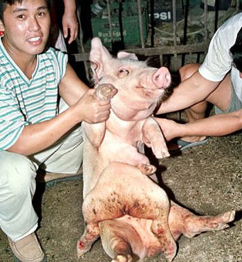 Picture 7 of Strange animals
