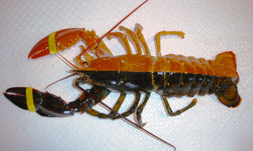Picture 8 of Strange animals