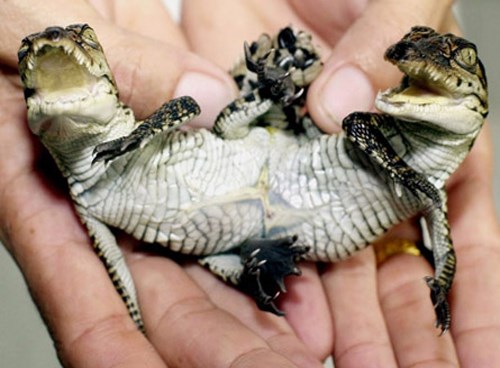 Picture 9 of Strange animals