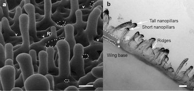 Picture 1 of Strange antibacterial effect of dragonfly wings