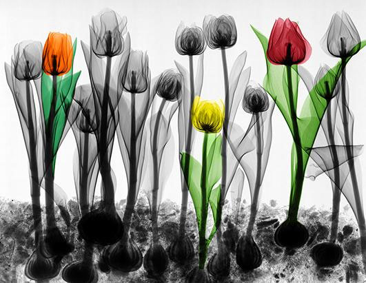 Strange beauty of nature when 'X-ray' images 5