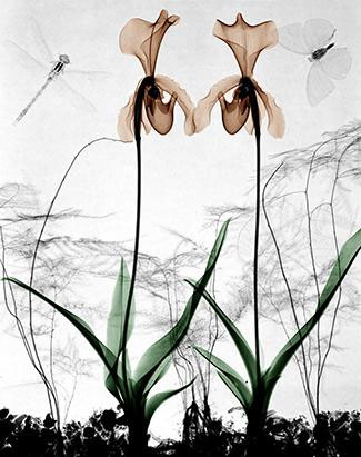 Strange beauty of nature when 'X-ray' images 6