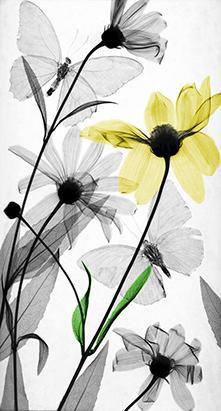 Strange beauty of nature when 'X-ray' images 7