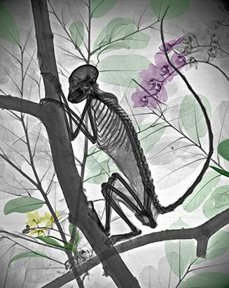 Strange beauty of nature when 'X-ray' images 8