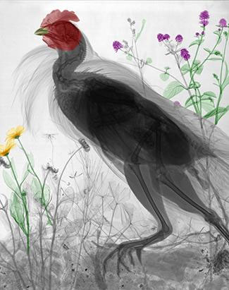 Strange beauty of nature when 'X-ray' images 9