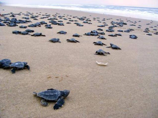 Picture 7 of Strange beauty of 'unique' beaches