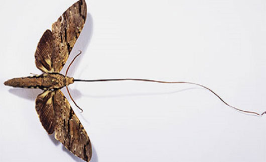 Picture 1 of Strange 'best' things in the animal world
