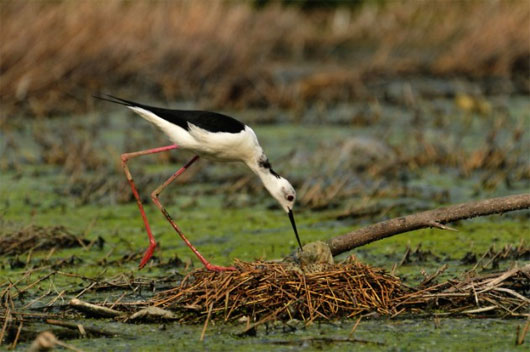 Picture 4 of Strange 'best' things in the animal world