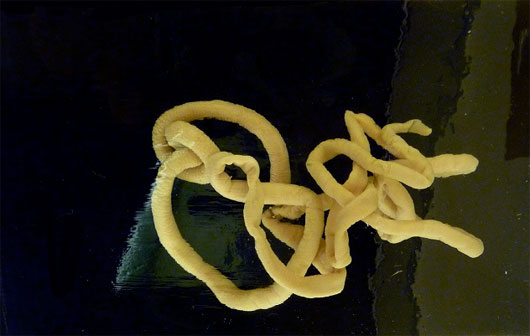 Picture 5 of Strange 'best' things in the animal world