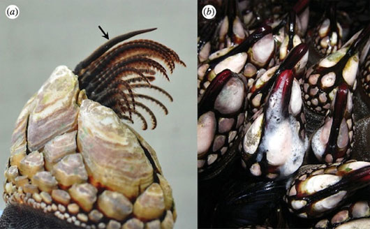 Picture 6 of Strange 'best' things in the animal world