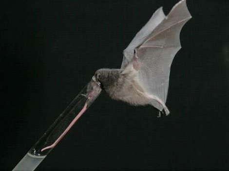 Picture 7 of Strange 'best' things in the animal world