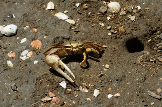 Picture 8 of Strange 'best' things in the animal world