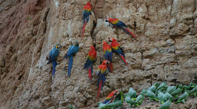 Picture 2 of Strange bird colorful likes to eat clay