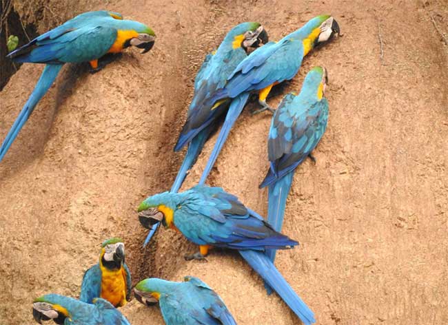Picture 4 of Strange bird colorful likes to eat clay
