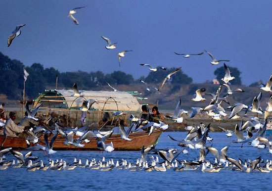 Picture 1 of Strange bird village looking to die