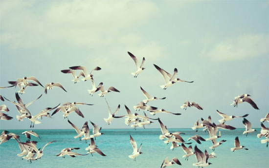 Picture 2 of Strange bird village looking to die