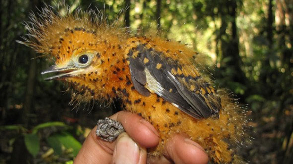 Picture 2 of Strange bird with a deep resemblance