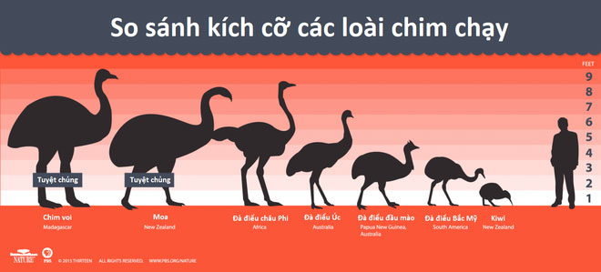 Picture 2 of Strange birds: Although small, laying eggs is one of the largest in the world