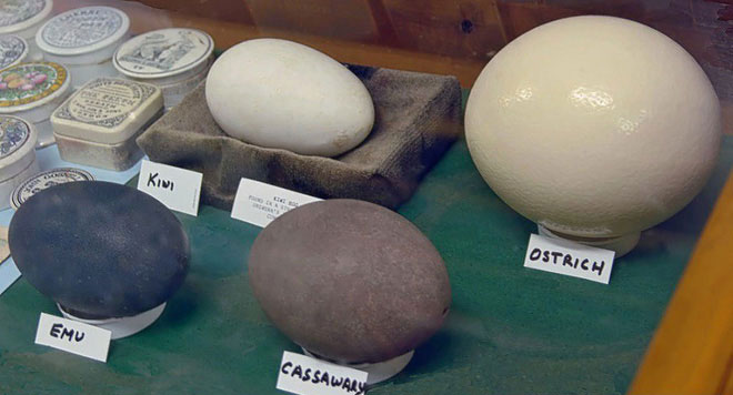 Picture 3 of Strange birds: Although small, laying eggs is one of the largest in the world
