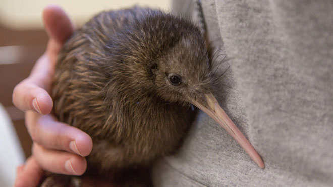 Picture 4 of Strange birds: Although small, laying eggs is one of the largest in the world