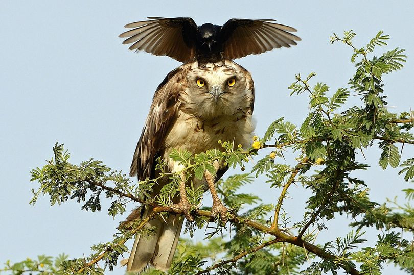Picture 1 of Strange black crow with his head riding an eagle's neck