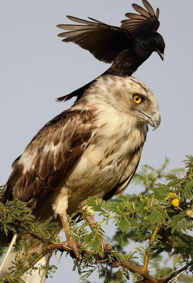 Picture 2 of Strange black crow with his head riding an eagle's neck