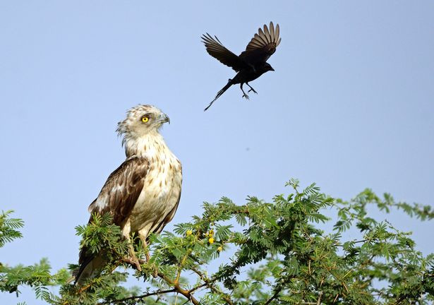Picture 3 of Strange black crow with his head riding an eagle's neck